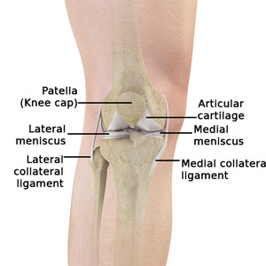 Normal Anatomy of the Knee Joint