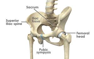 Normal Anatomy of the Hip joint